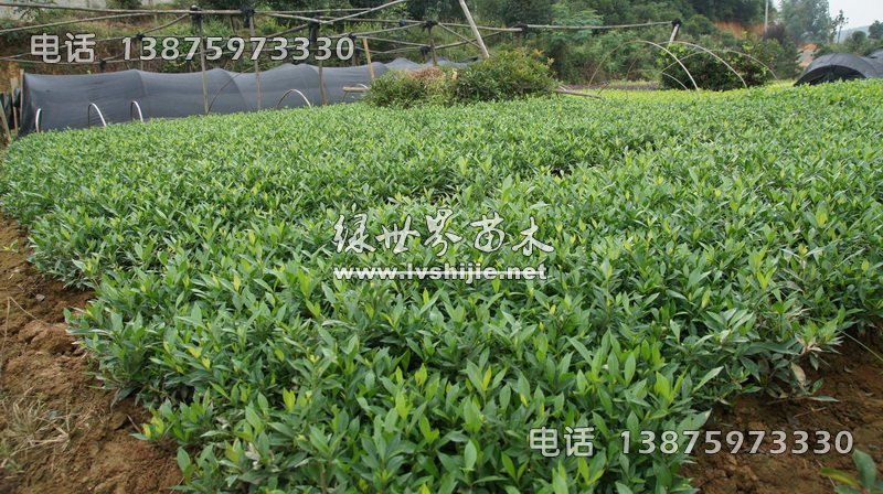 小叶栀子 小叶栀子
