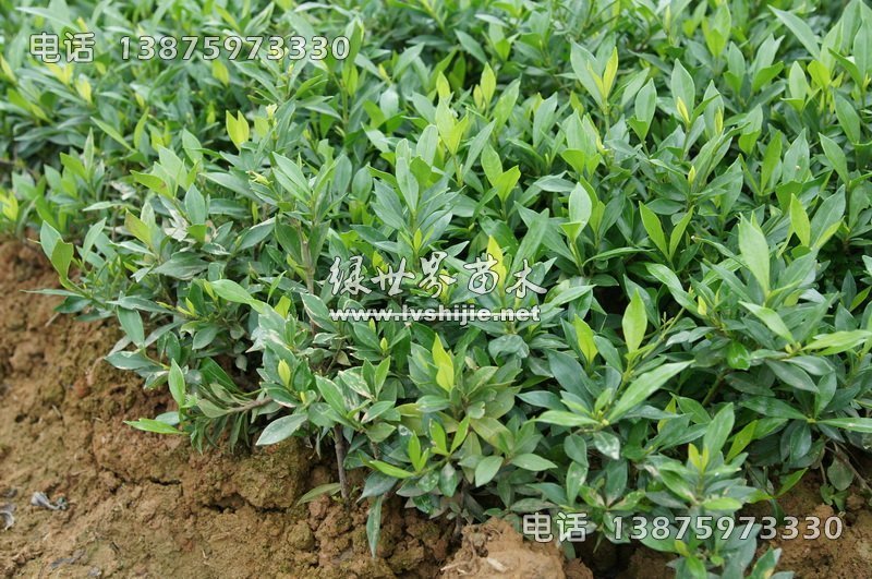 小叶栀子 小叶栀子