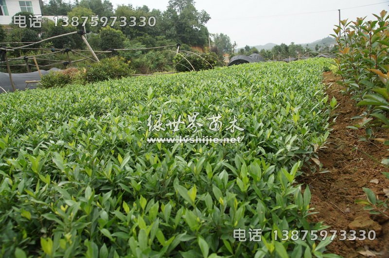小叶栀子 小叶栀子